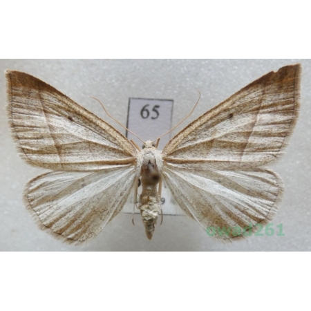 Petrophora chlorosata (Scopoli, 1763) Czech65